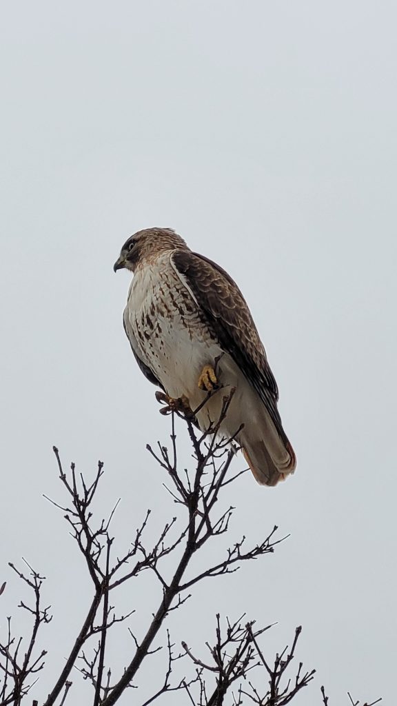 A bird of prey perched on the very tip of a leafless tree in winter; sitting gracefully on a thin branch as if defying gravity.