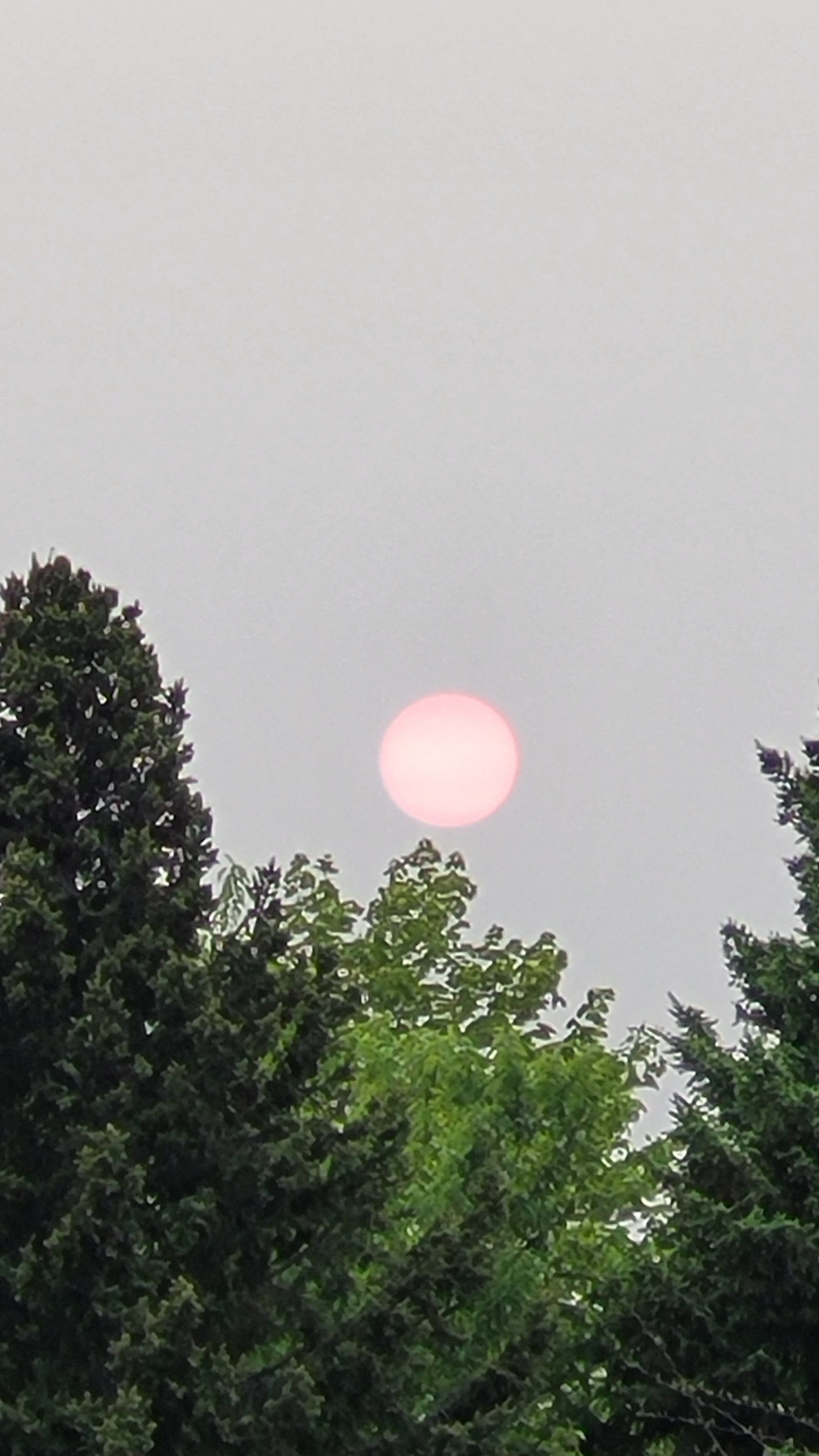 A pink circular sun floating in the sky, surrounded by trees. No hints of sharp light, appearing like a pink pearl in the grey sky.