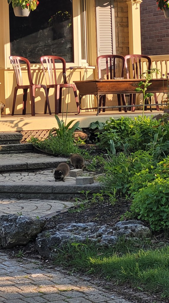 A cluster of baby raccoons and its mother living under a house and roamed out on the front yard during dawn. 