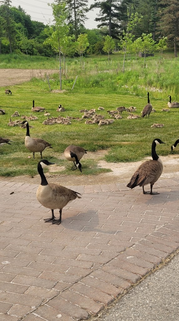 A pack of adult geese standing guard near a herd of baby geese that is enjoying the spring grass.