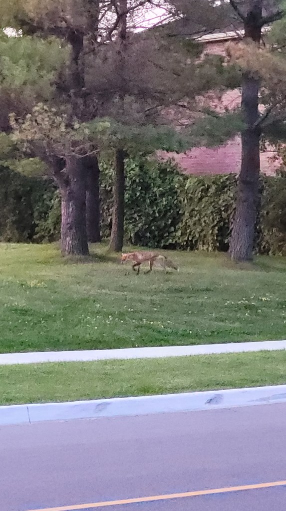 A nimble fox running across a field. The sun is just about to set, soaking the atmosphere in a pink hue. 