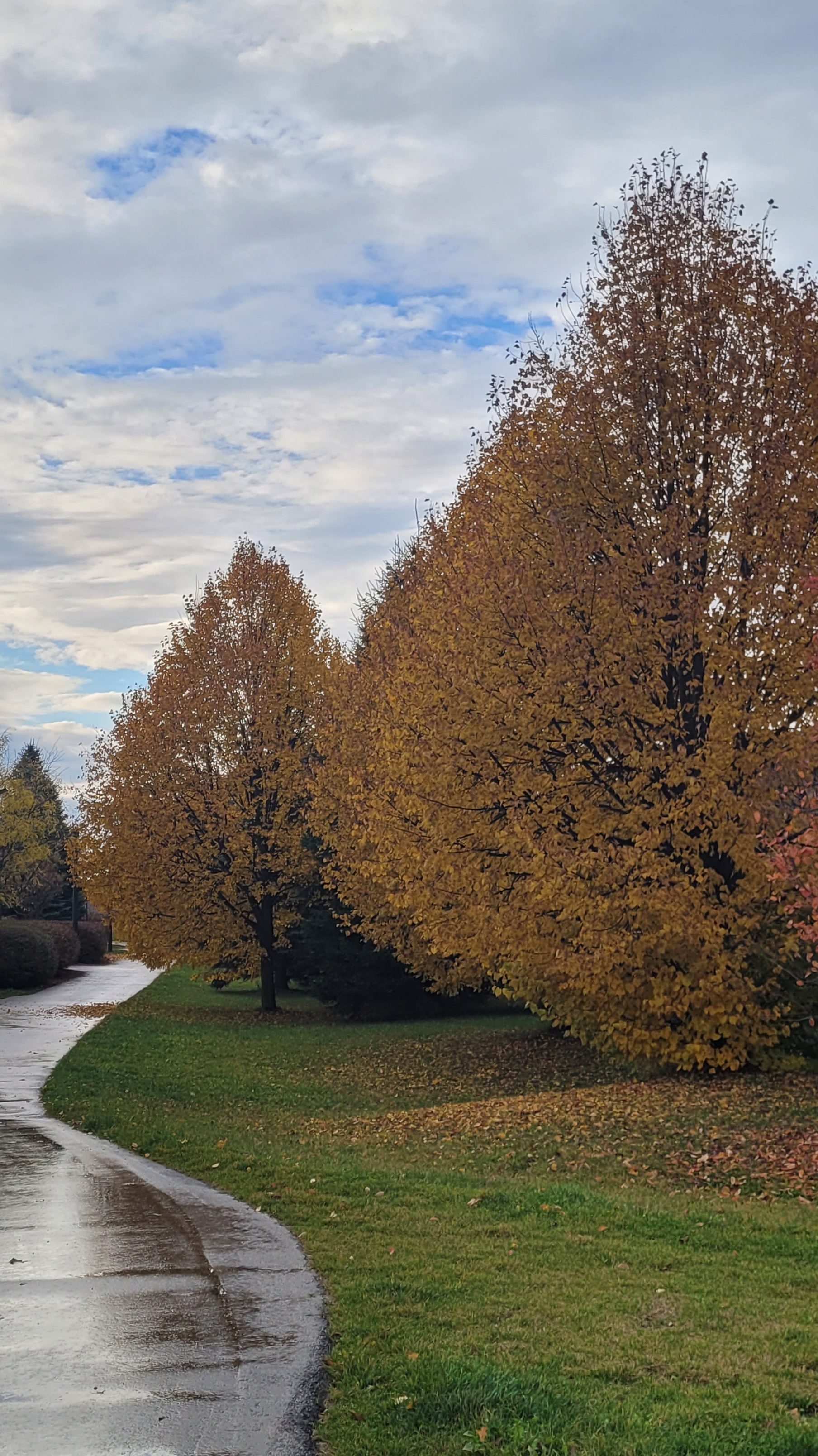A wet and gloomy day, but it didn't stop me from noticing how plum the trees were shaped. The three trees are all teardrop shaped with round mid-sections and a pointy top. The leaves are all golden because it's fall. 